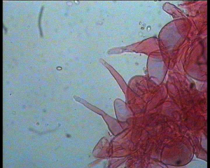 Hydropus marginellus   (Pers.:Fr.)  Singer